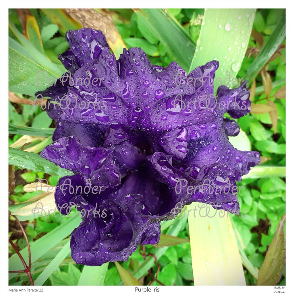 Purple Iris '22
