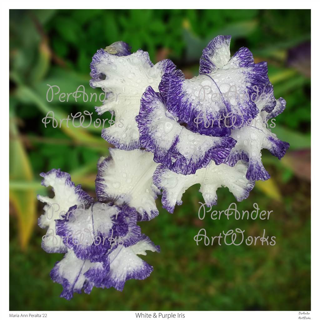 White & Purple Iris '22