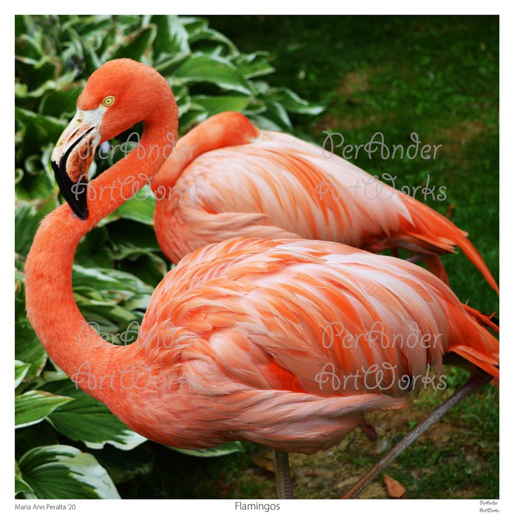 Flamingos '20