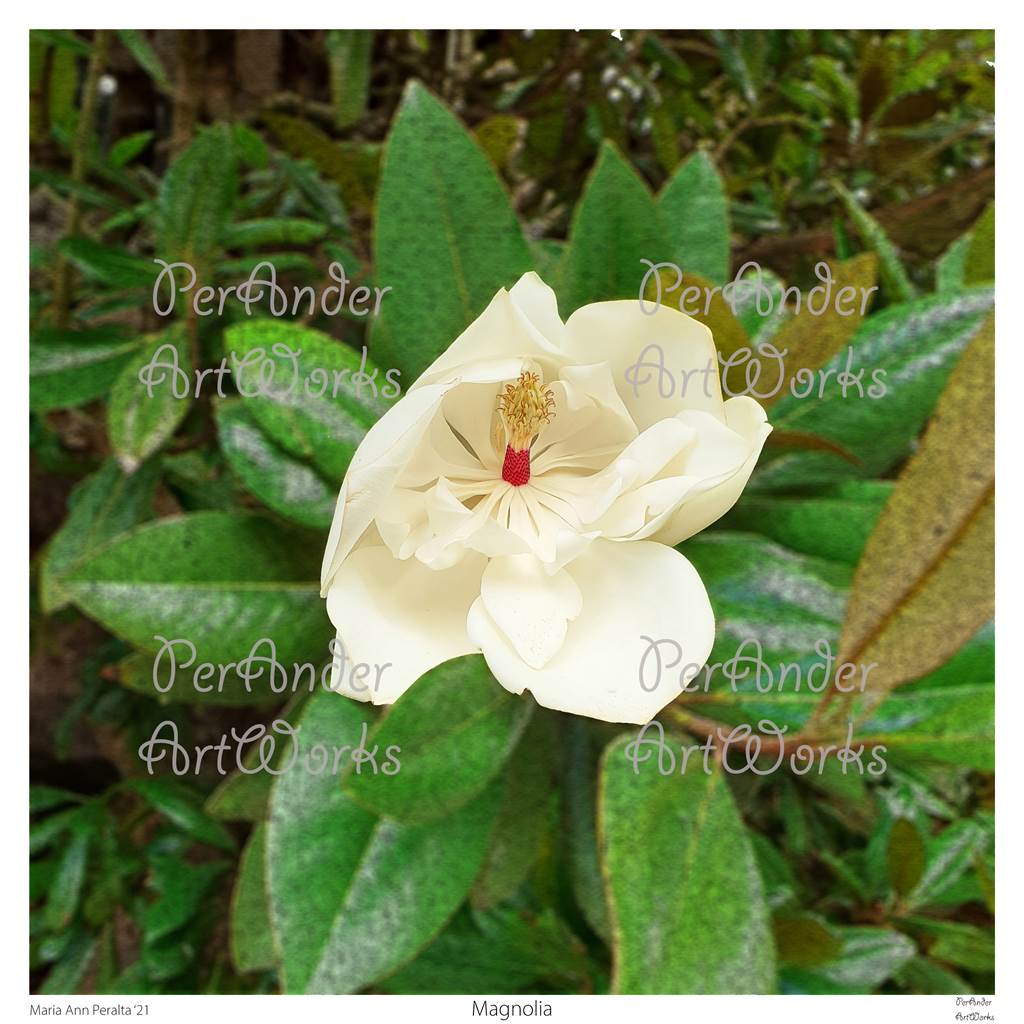 Magnolia '21