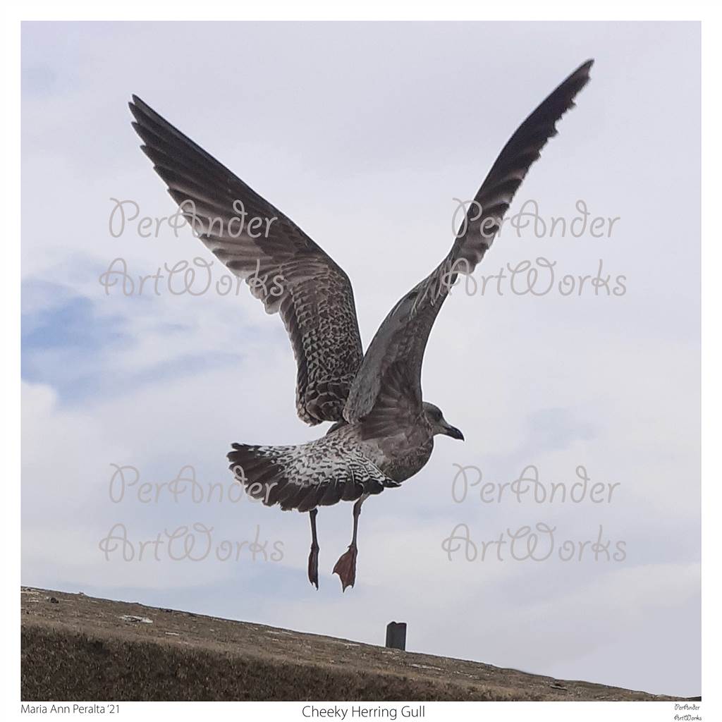 Cheeky Herring Gull '21