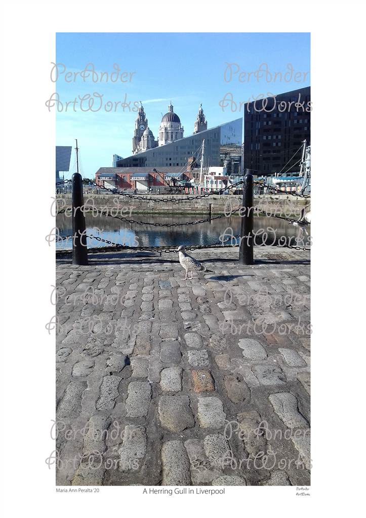 A Herring Gull in Liverpool '20