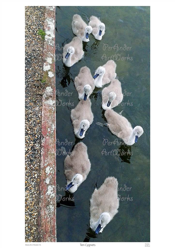 Ten Cygnets '16