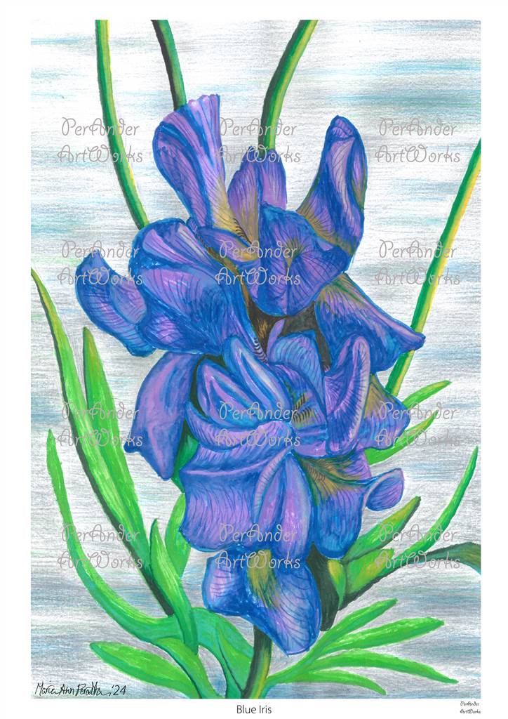 Blue Iris '24