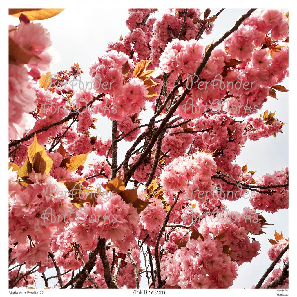Pink Blossom '22