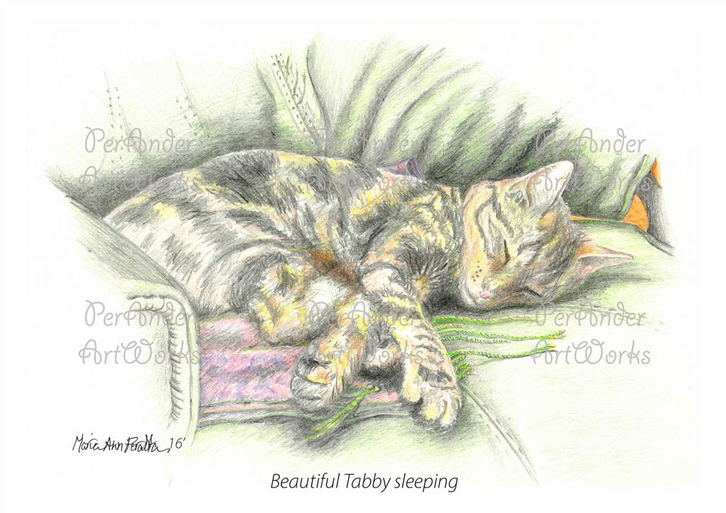Beautiful Tabby sleeping '16