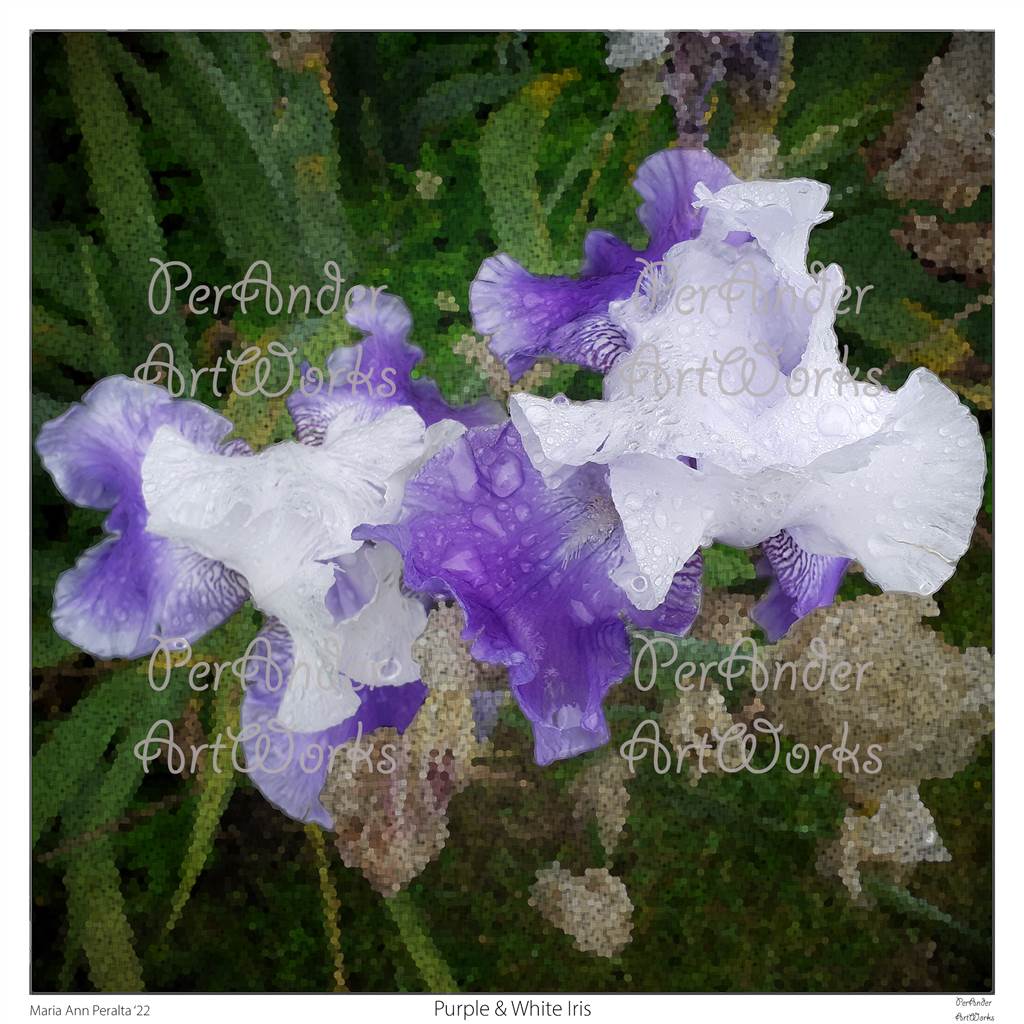 Purple & White Iris '22