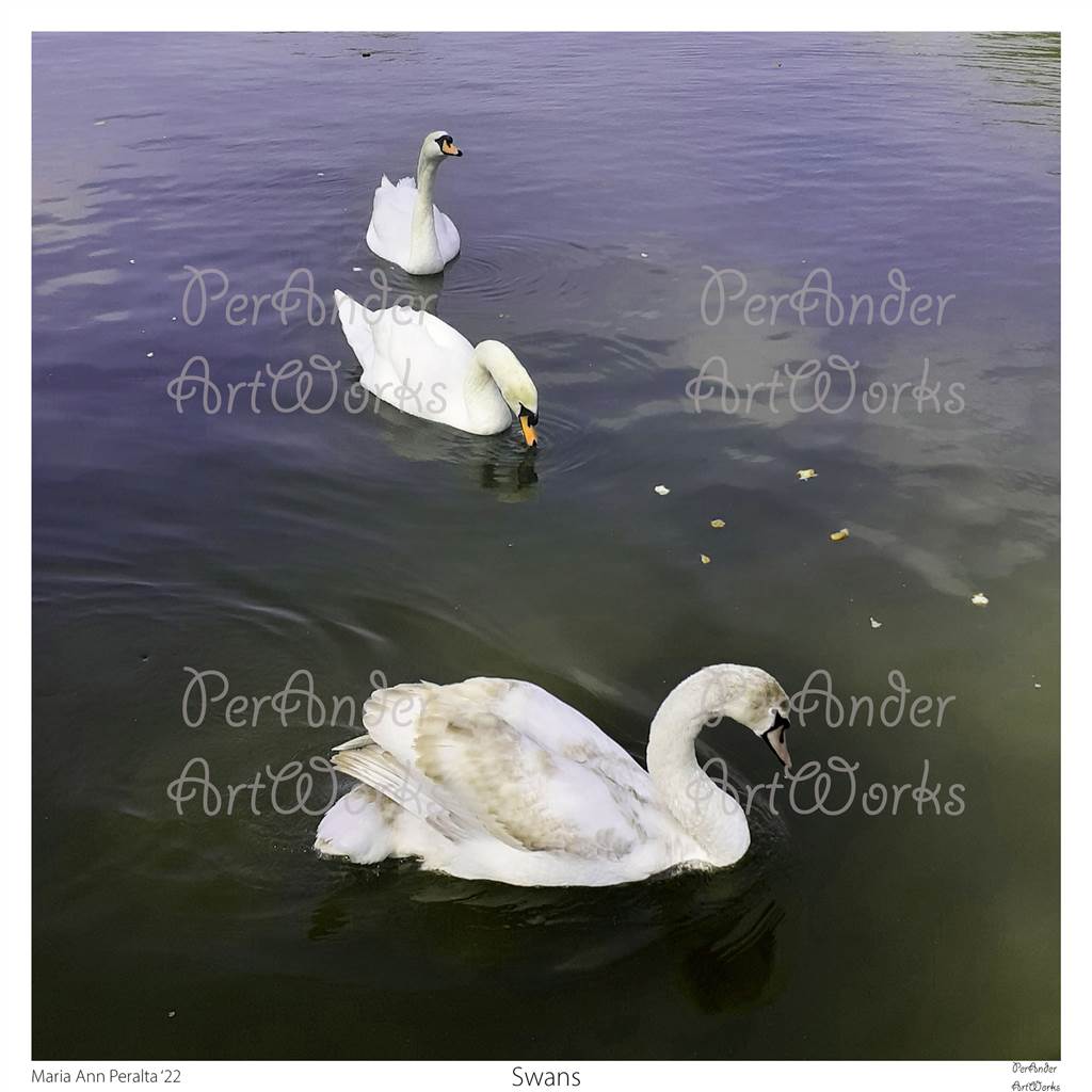 Swans '22