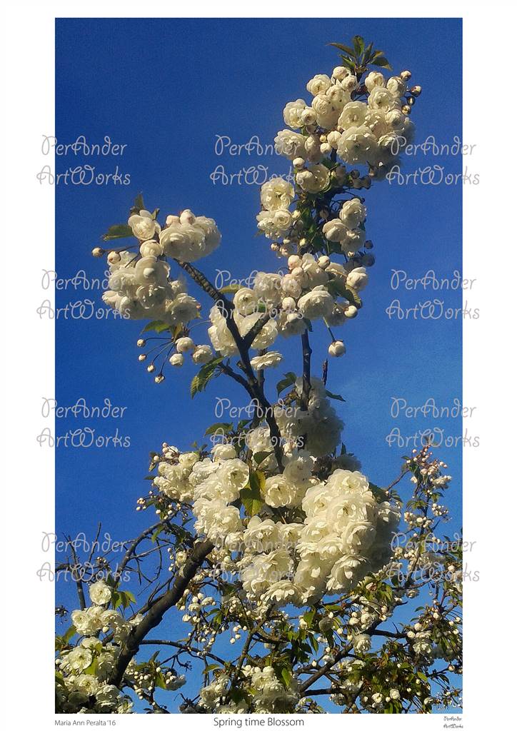 Spring time Blossom '16