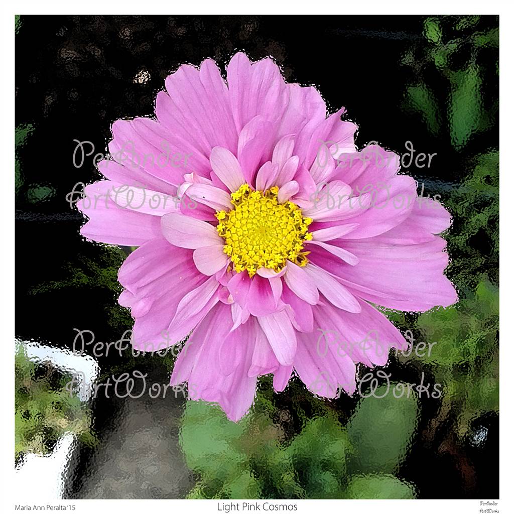 Light Pink Cosmos '15