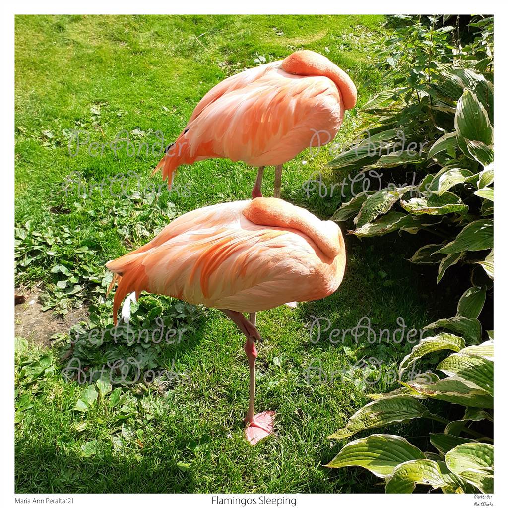 Flamingos Sleeping '21