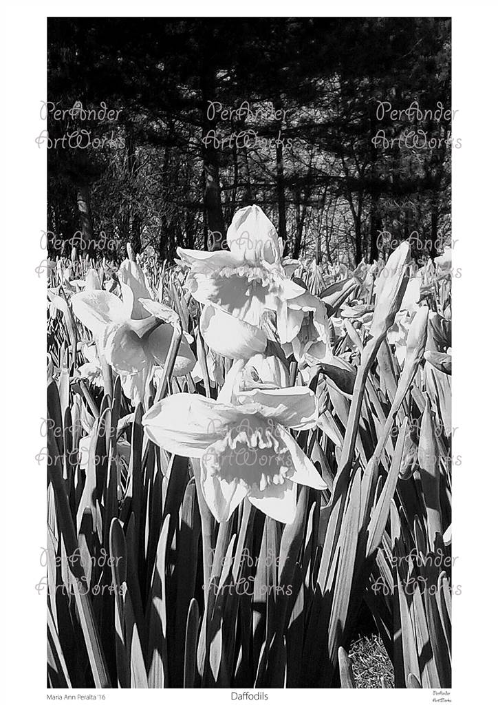 Daffodils '16