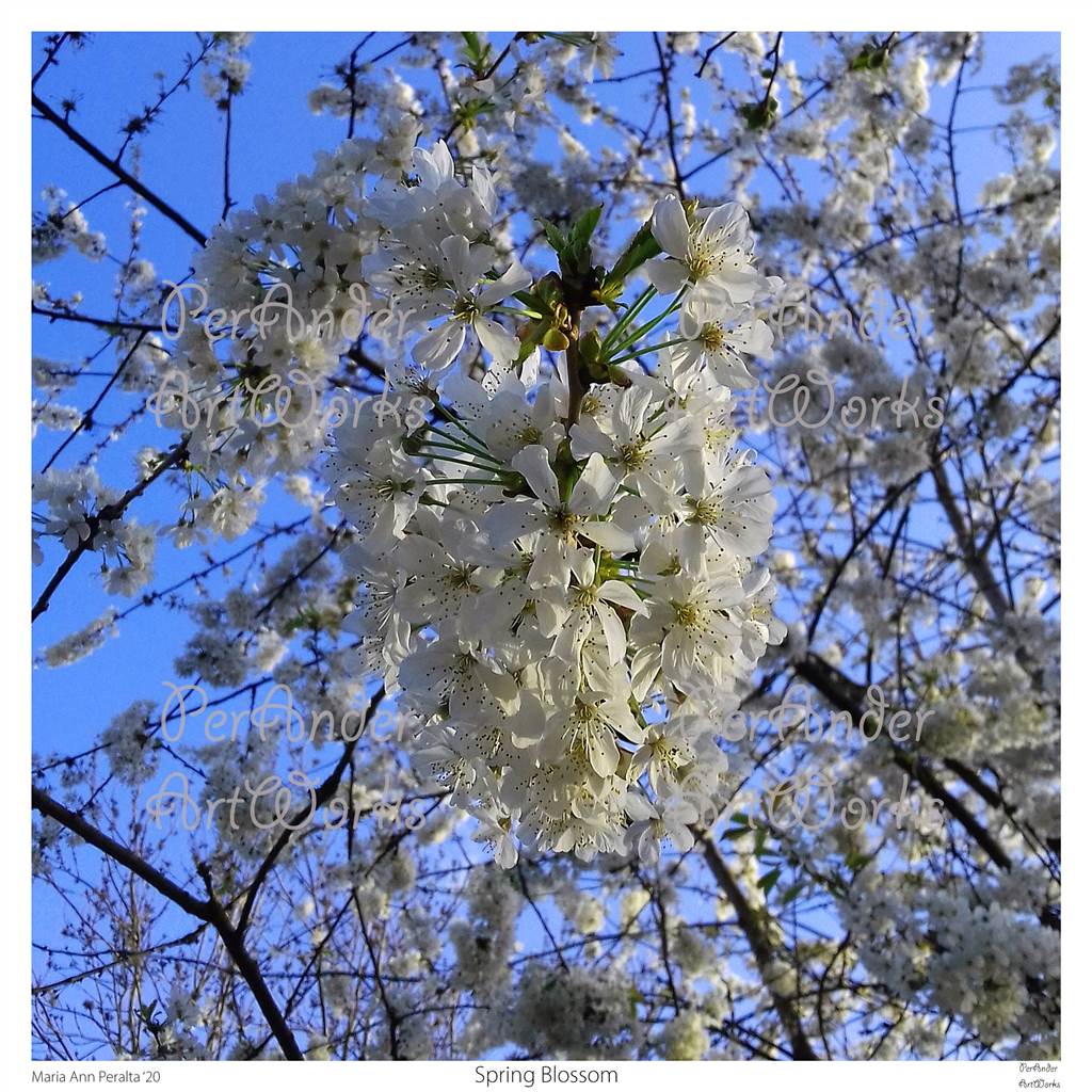 Spring Blossom '20