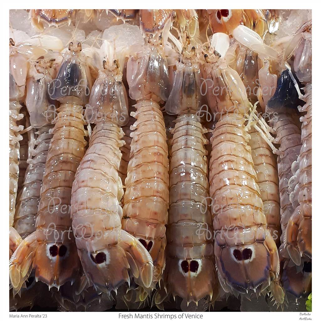 Fresh Mantis Shrimps of Venice '23