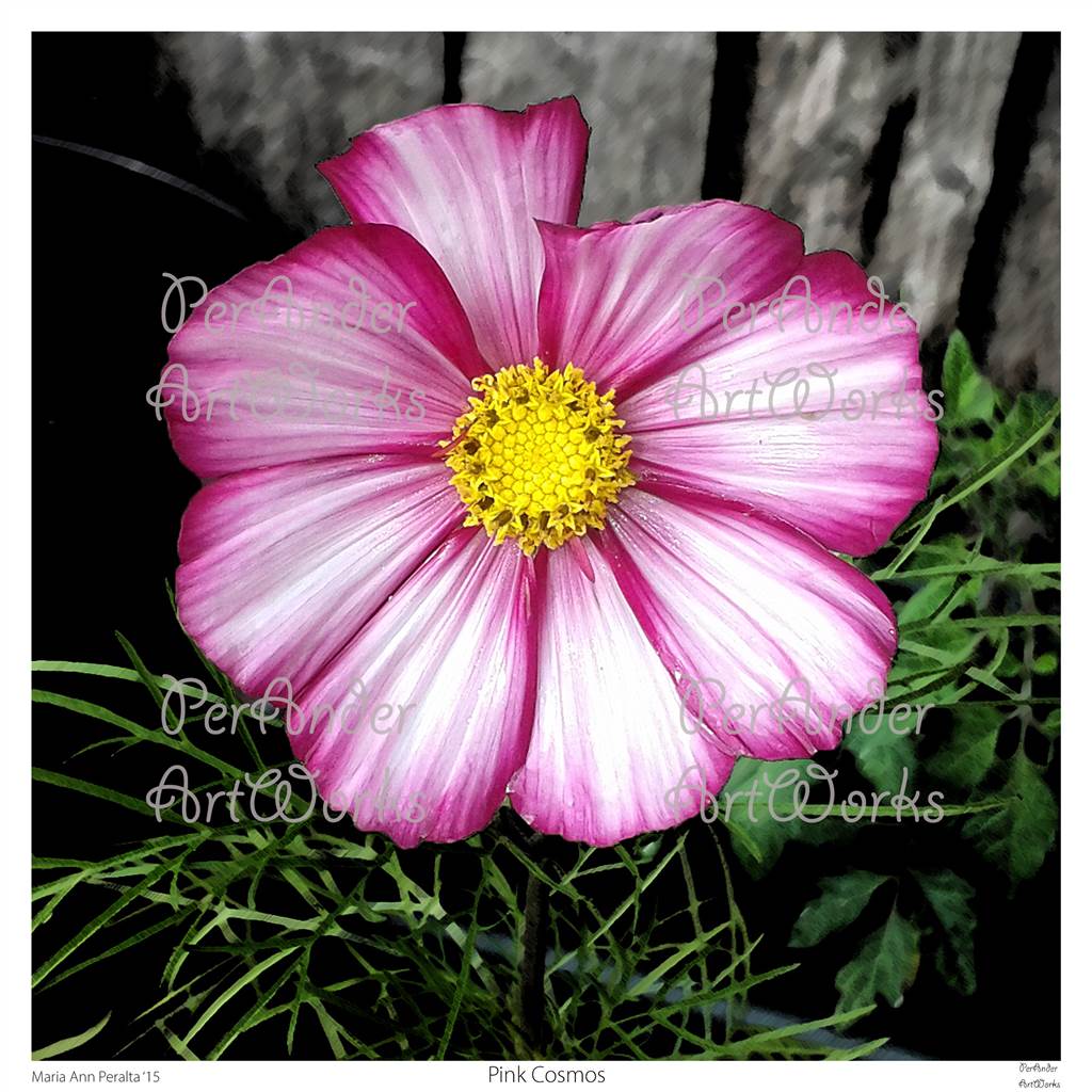 Little Pink Cosmos '15